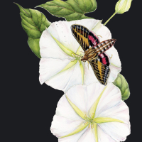 "Moonflower" by Regina Milan