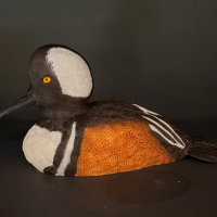 "Bufflehead Duck" by Mark Knapp