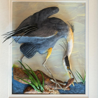 "Great Blue Heron" by Mark Knapp after John James Audubon