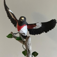 Mark Knapp, "Rose-breasted Grossbeak"